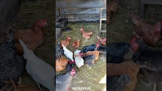 agro.rvs.pl Kule do dziobania dla kur 🐔 Naturalna karma uzupełniająca – Zdrowe i spokojne stado