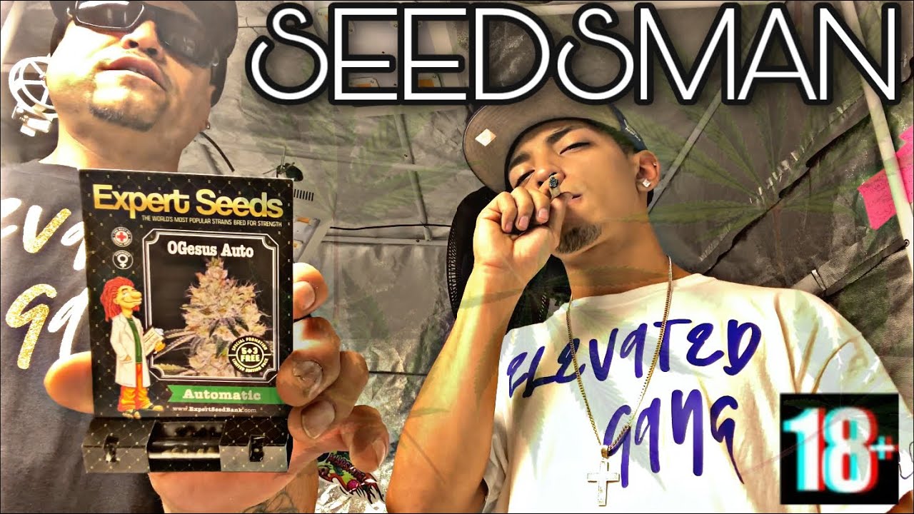 BIGGEST CANNABIS SEED HAUL ON YOUTUBE!!!🔥🌎