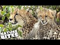 Furry Cubs... or Killing Machines? | Baby Cheetahs in the Savannah | Nature Bites