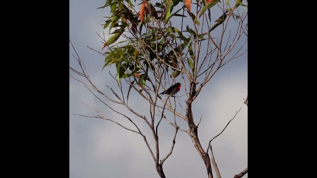 Mistletoebird #birds #australia #bushland #conservation #Ku-ring-gaiChaseNP #calling #ecology