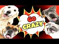 Sounds That Make Dogs Go Crazy (GUARANTEED)