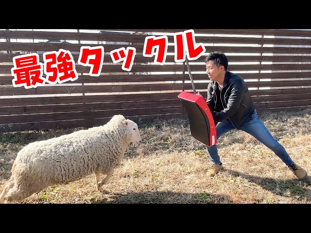 We'll see what happens if a human is hit by a sheep's full force
