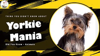 Yorkie Mania Unleashing the Yorkshire Terrier Fact