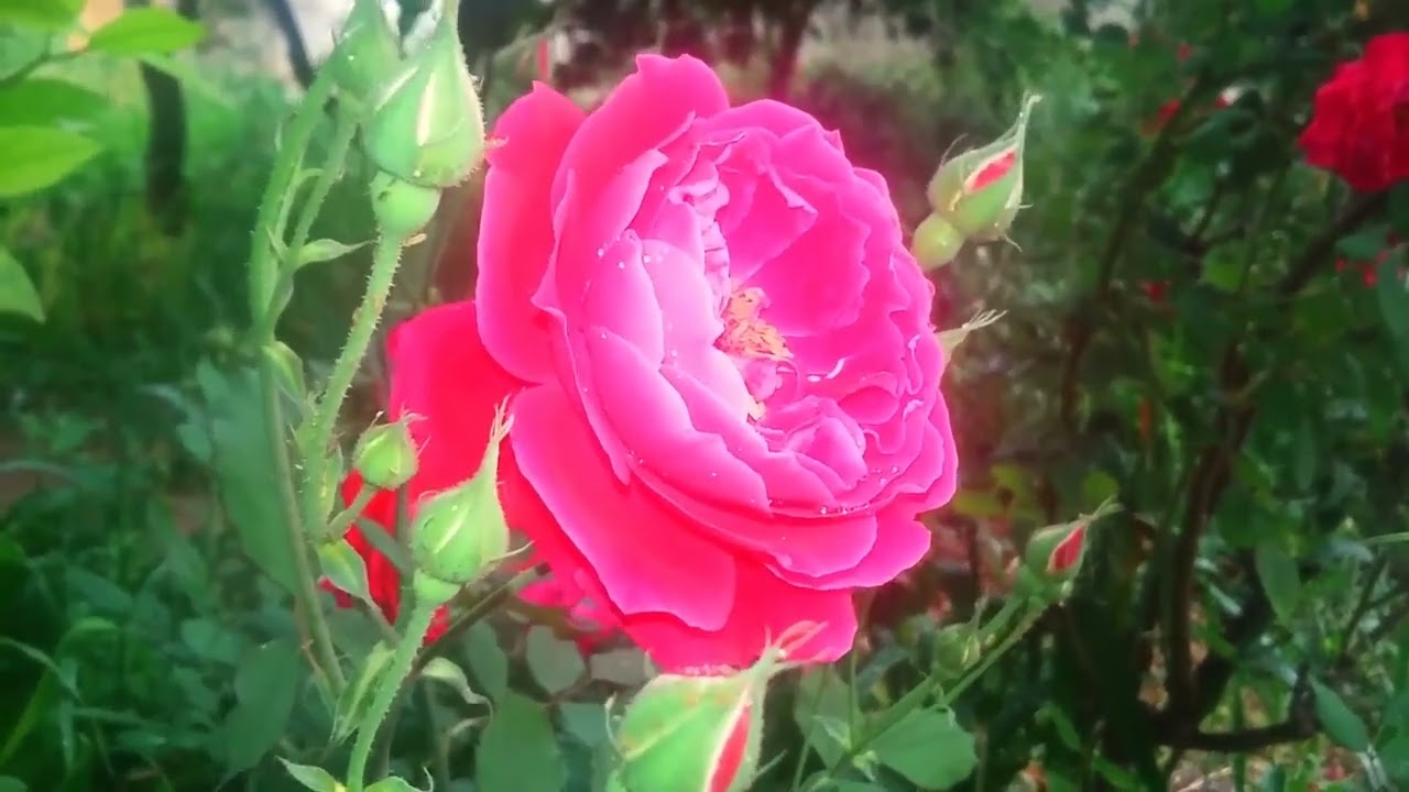 Get Here See The Brightest Flower In The World @Cultural influences