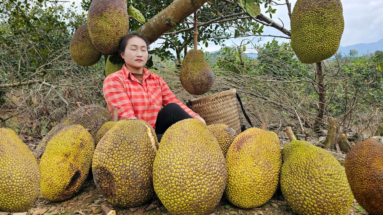 Harvesting jackfruit out of season bring it to the market to sell - Picking papaya to cook for pigs