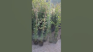 Bán cây cúc tần bầu to cao 1m và cúc tần bầu nhỏ 0977973535