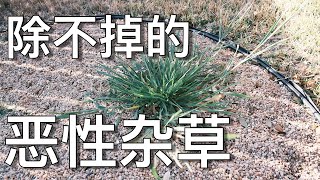 Quackgrass, Poa Trivialis,  Dallisgrass, Goosegrass 这些杂草到底怎么除 | KK和Kathy 的后花园