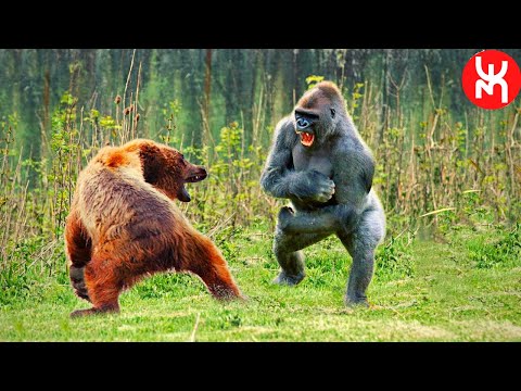 A Maior Luta - Gorila x Urso