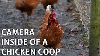 Camera Inside Chicken Coop YouTube