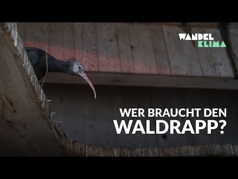 Verenas Waldis &amp; der Wert der Vielfalt | Waldrapp Wiederansiedelung in Österreich | WANDELKLIMA