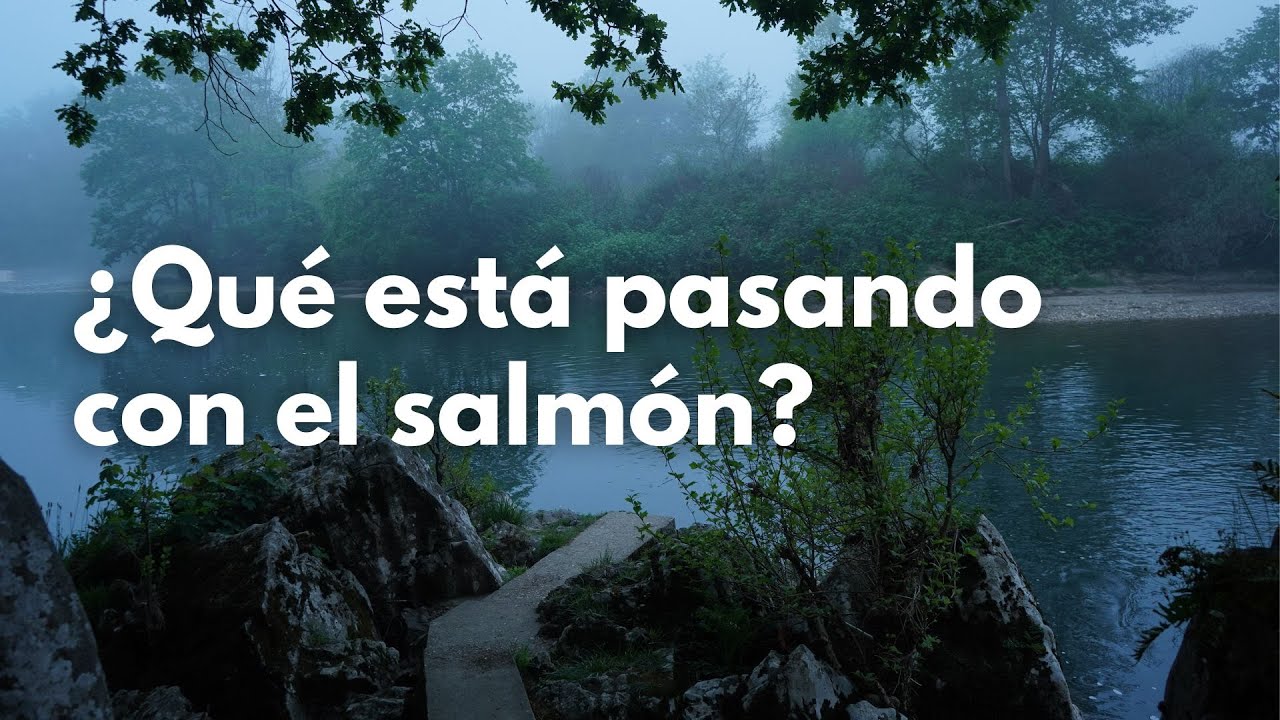 ¿Qué está pasando con el salmón atlántico?