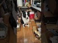 Ebay and mercari sales. A customer said sammie was cute and deserved extra lovings today.