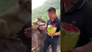 #monkeysworld#monkeyslife#humanvsmonkey#chinesboy#monkeu,sfrind#naughtymonkey