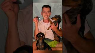 Quieren Acampar con Dinosaurios ⁉️ 🦖🦕 #perrosalchicha #dinosaurios