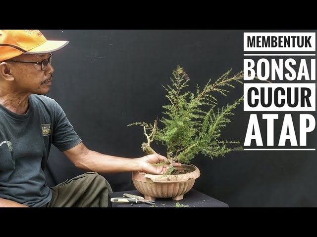 Bahan Cucur Atap Yang Lama Terbiar Di Jadikan Bonsai #bonsaimalaysia class=