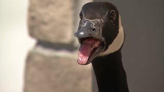 Whitehall teen charged with stealing Canada goose eggs