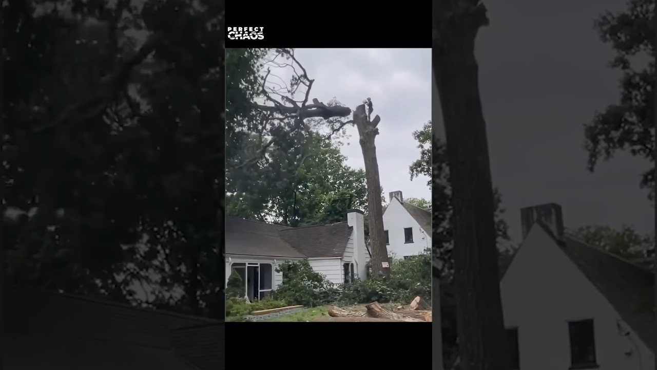 House destroyed by tree 🌴 😱