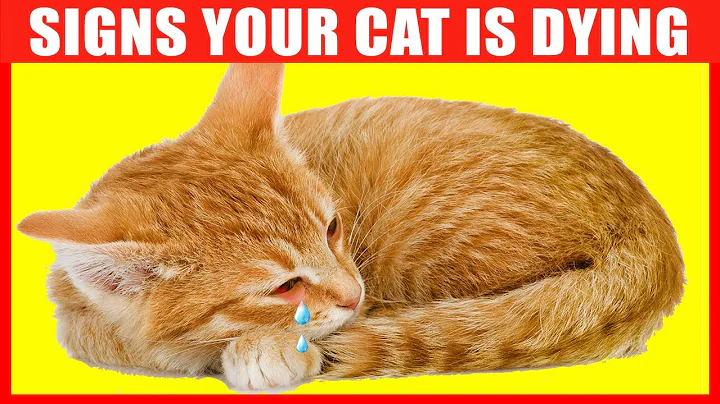 12 Critical Signs that Indicate Your Cat is Going to Die - DayDayNews