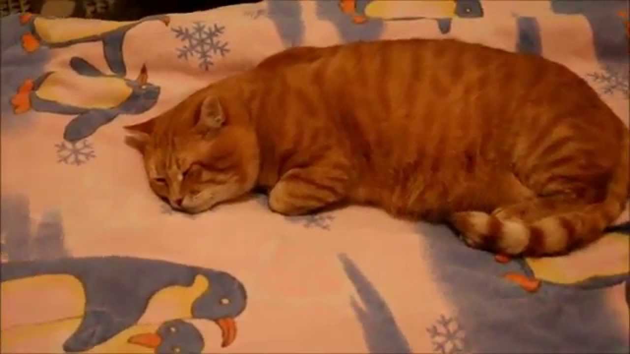 Видео спящего кота. Ролик про котенка спящего. Mr Sleep Cat.