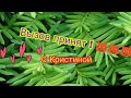 ВЫЗОВ ПРИНЯТ С КРИСТИНОЙ ! 😀😀😘😈😸💗