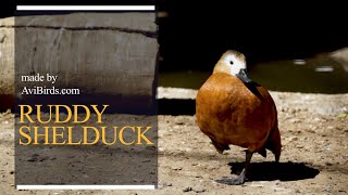 Ruddy Shelduck [Tadorna Ferruginea]
