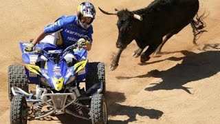 Funny Videos 2016 ■bull fighting  Try Not to Laugh