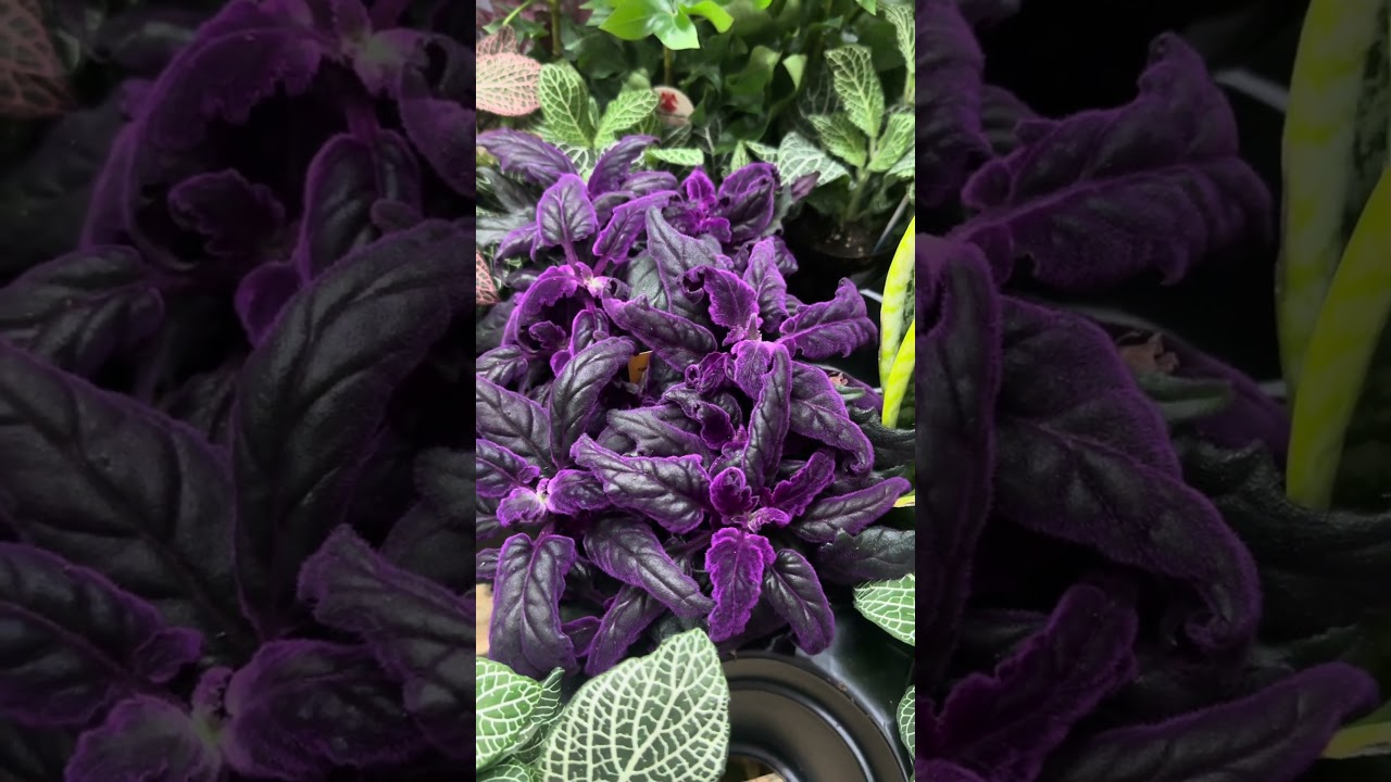 Home Depot and leaf Joy plant finds 