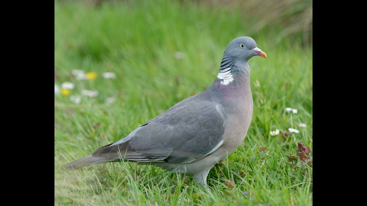 Песня вяхиря (Columba palumbus)