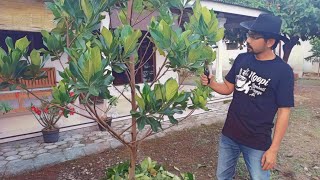 Pangkas Pohon Nangka | Pruning Jackfruit Tree