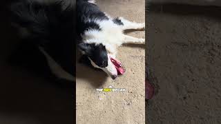 House-Wrecking Border Collie#dog #animalfacts #shorts #pets #dogs #viral #bordercollie