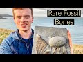 Dolphin-Like Bones! Fossil Hunting