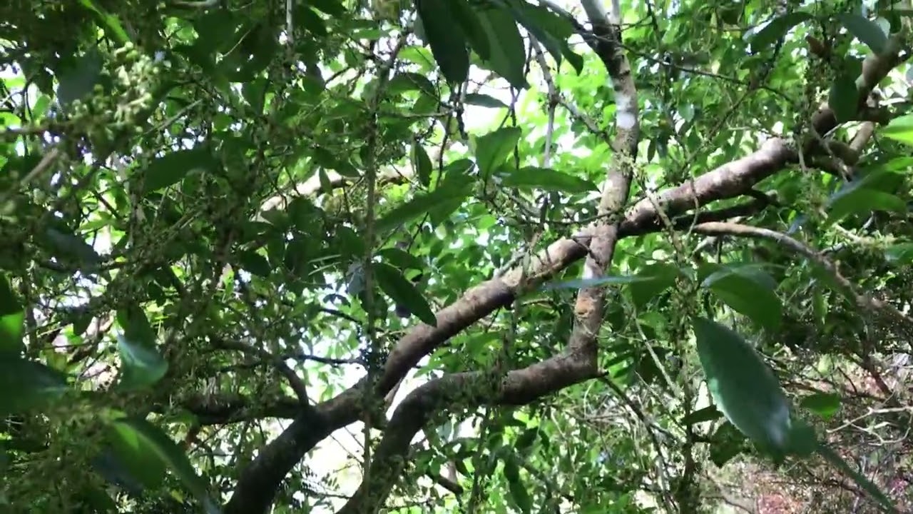 Orokonui Ecosanctuary 14 Jan 2018