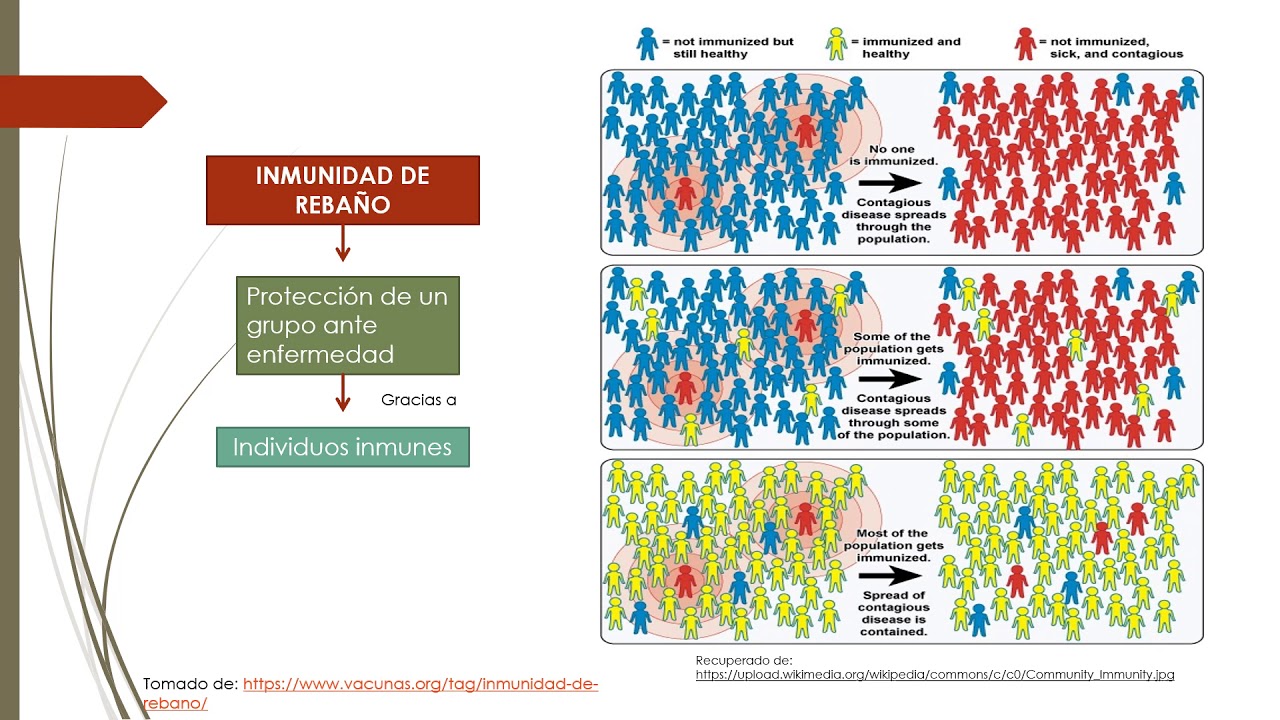 Inmunidad Inducida por vacunas, Efecto rebaño - YouTube