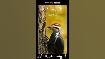 هَٰذَا خَلْقُ اللَّهِ  الشيخ #المنشاوي #سورة لقمان #قران كريم #اكسبلور #القرآن #اسلامنا_هو_الحل