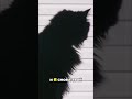 Кот – хаос днём, покой ночью: вся любовь в одном видео #shorts