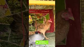 Brooding Setup Surprise 🥚 One Hen Started Laying Eggs Early! | Country Chicken Farm