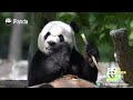 Panda’s Tree Slide Goes Off-Rails | iPanda