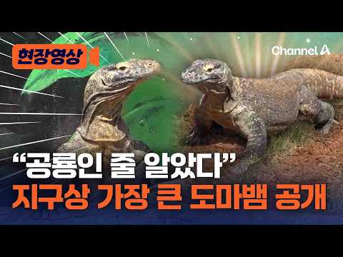 '세계 최대 도마뱀’이 한국에? 밀수 됐다 구조된 ‘코모도 왕도마뱀’ 공개 [현장영상] / 채널A