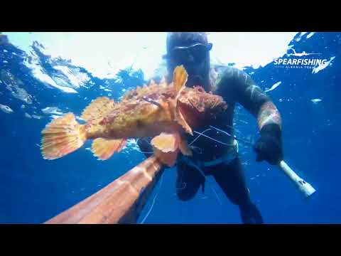 Video: Peshk I Kuq Ose Sallam Biznesi