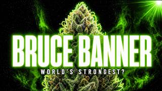 Bruce Banner: The Strongest Strain In The World