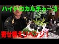 ハイドロカルチャー　寄せ植えしてみた！[ゆうTV/YouTV]