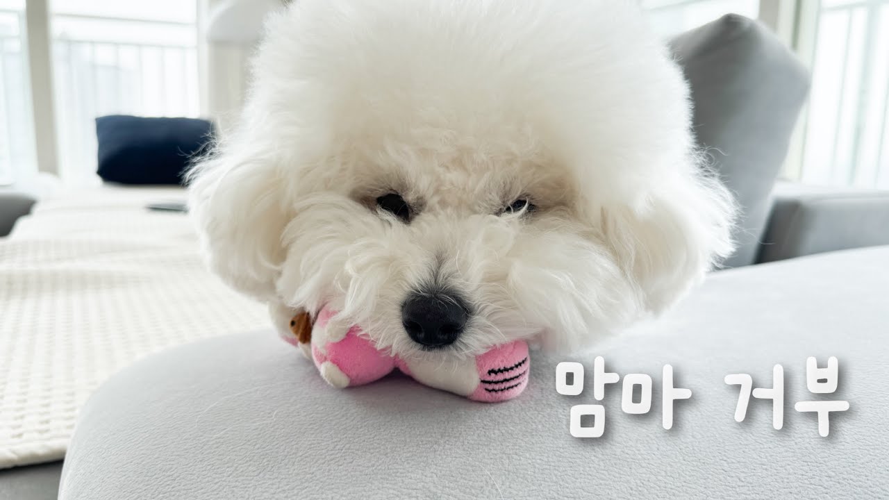 하루아침에 안 먹으려는 맘마 거부 강아지