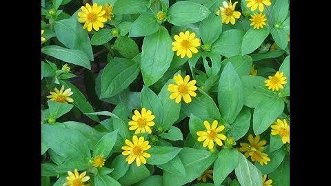 Trị dứt điểm Viêm lợi - sâu răng  bằng cây thuốc nam