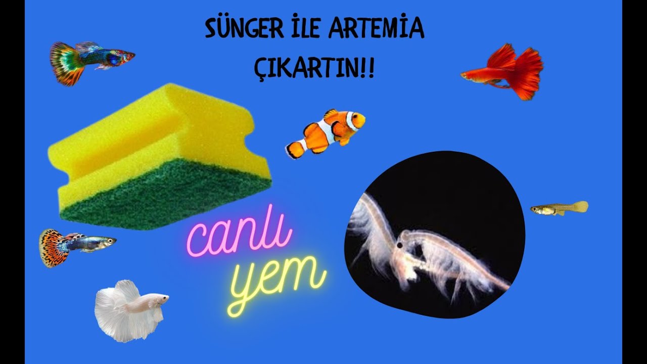 Hava Motorsuz Artemia!! En Kolay Artemia Çıkartma Yöntemi!! Süngerle Artemia Çıkartma