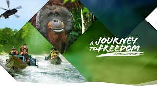 Seven orangutans released safely to a protected forest