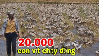 Duck | Toàn cảnh lùa 20.000 con vịt chạy đồng. Miền Quê TV