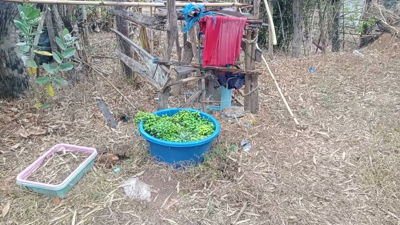 ฝนตกใหม่ช่วง  บ่าย2.โมง