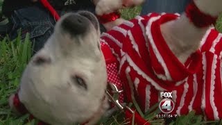 Former bait dog makes remarkable recovery