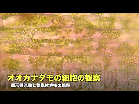 オオカナダモの細胞の観察 原形質流動 Youtube