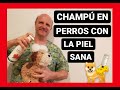 ¿Qué champú uso en mi perro con piel sana?